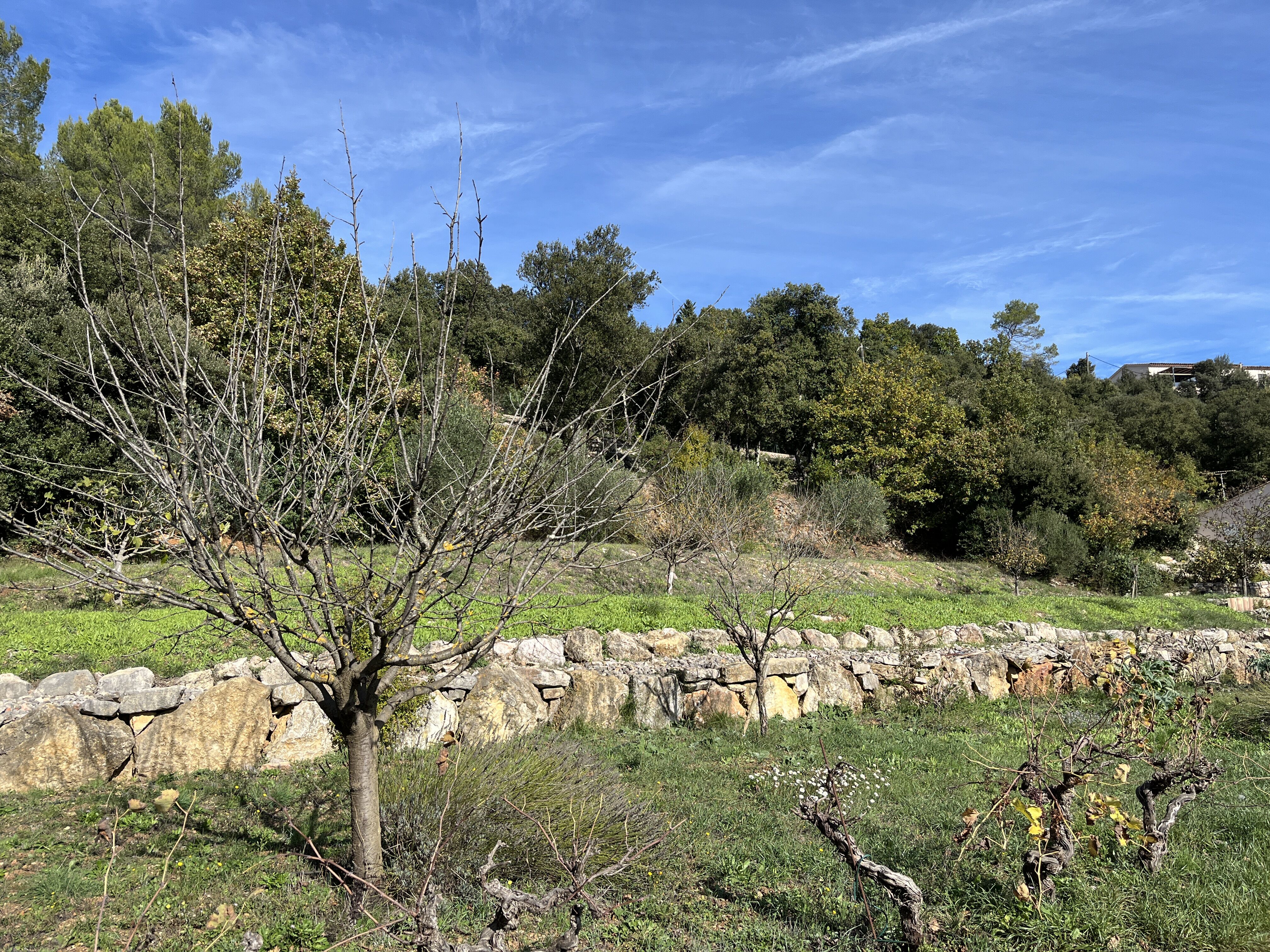Terrain  à vendre Flassans-sur-Issole 83340