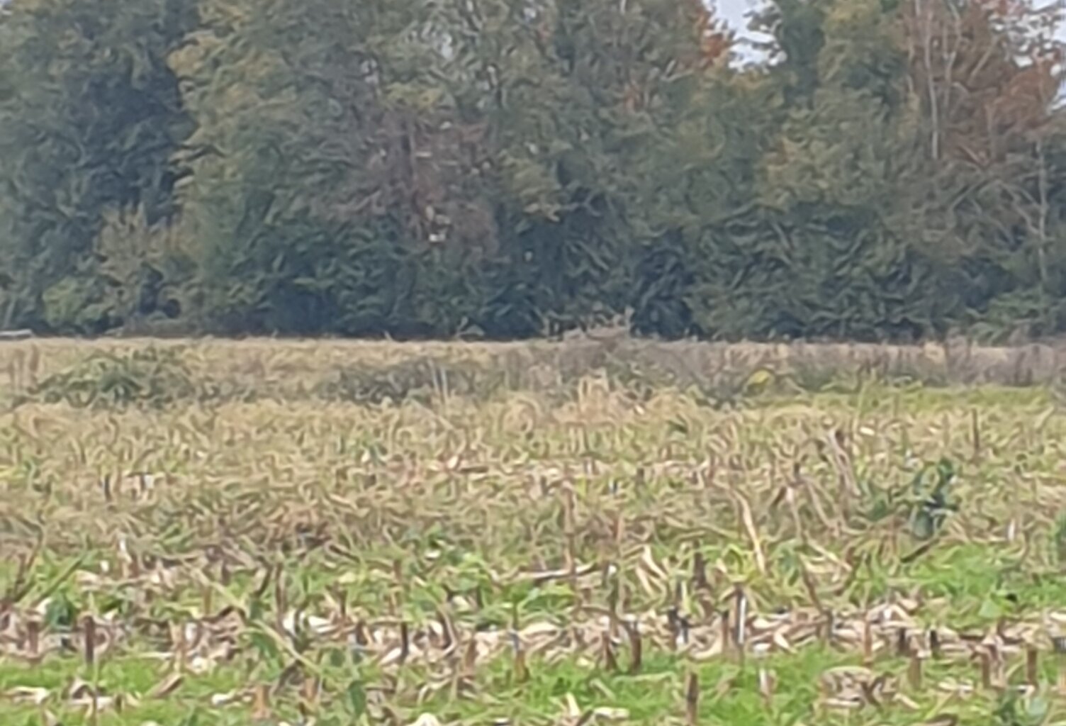 Vente Terrain agricole 4 648 m&sup2; — photo 1