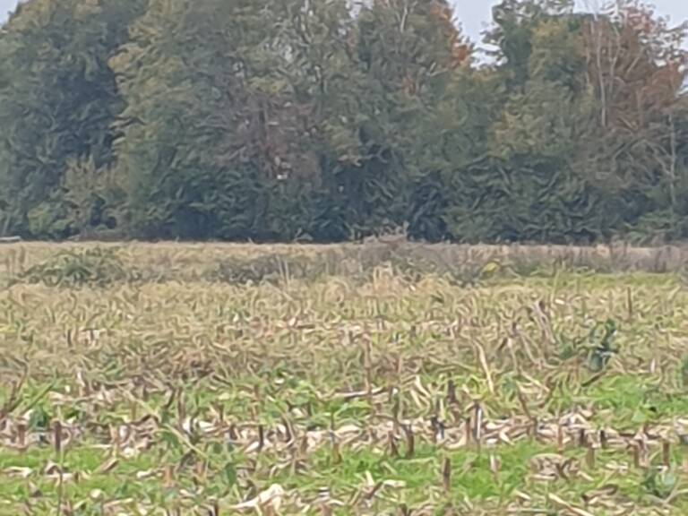 Vente Terrain agricole 4 648 m&sup2; — photo 1