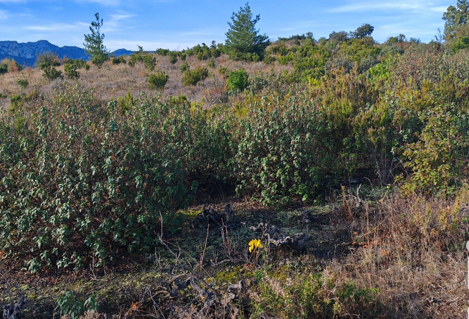 Vente Terrain agricole 3 110 m&sup2; — photo 1