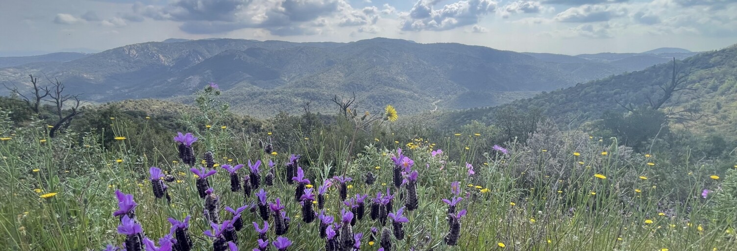 Terrain  39120 m² à vendre à Vidauban (83550)