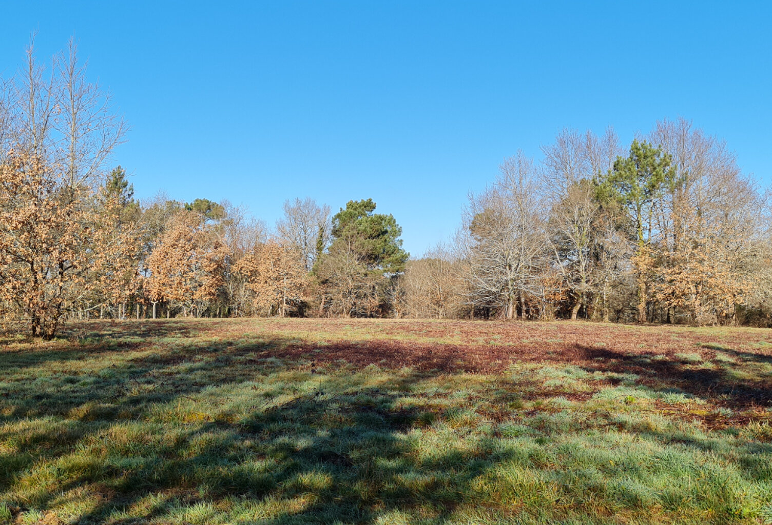 24400 entre Mussidan et Montpon  Terrain  de 11408 m² dont  constructible 4000m ² — photo 1