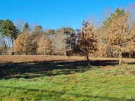 24400 entre Mussidan et Montpon  Terrain  de 11408 m² dont  constructible 4000m ² — photo 3