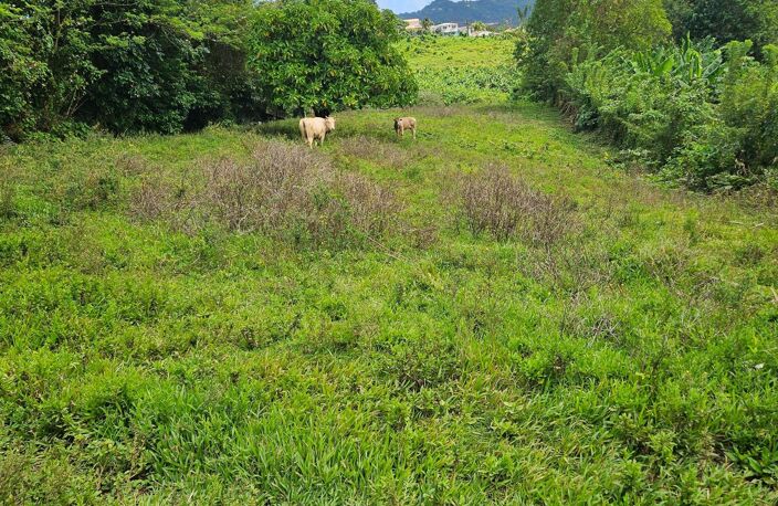 Terrain plat dans quartier résidentiel calme idéal pour investisseurs et promoteurs — photo 2