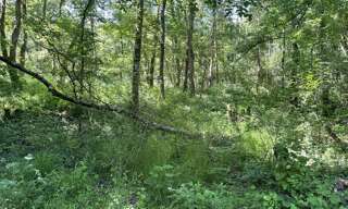 Terrain  10988 m² à vendre à Montrichard Val de Cher (41400)