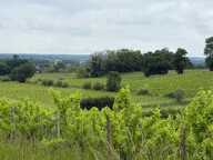 DOMAINE D'EXCEPTION SUR LES COTEAUX DE SAINTE CROIX DU MONT : UN FORT POTENTIEL ENTRE CIEL ET VIGNES — photo 3
