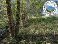 GRAND TERRAIN CONSTRUCTIBLE AVEC FORET — photo 4