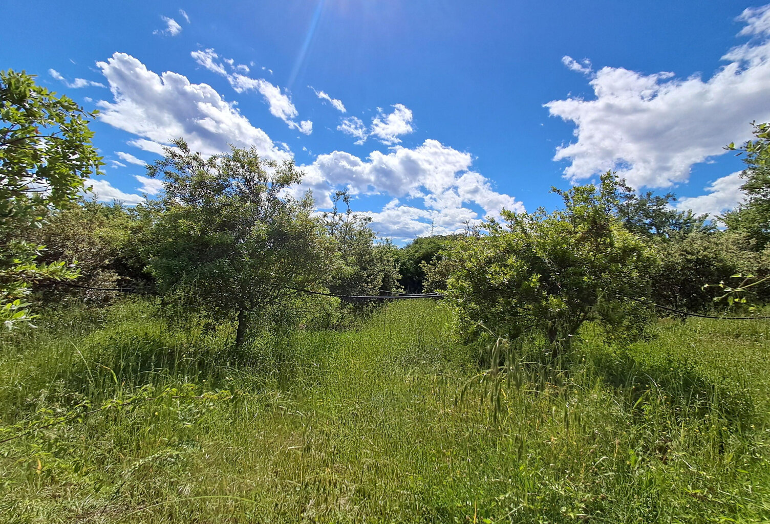 À VENDRE - TERRE AGRICOLE EN TRUFFIÈRE de 10 825 m2 - SECTEUR MOUSSAC — photo 1