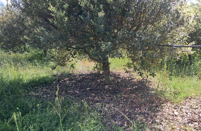 À VENDRE - TERRE AGRICOLE EN TRUFFIÈRE de 10 825 m2 - SECTEUR MOUSSAC — photo 3