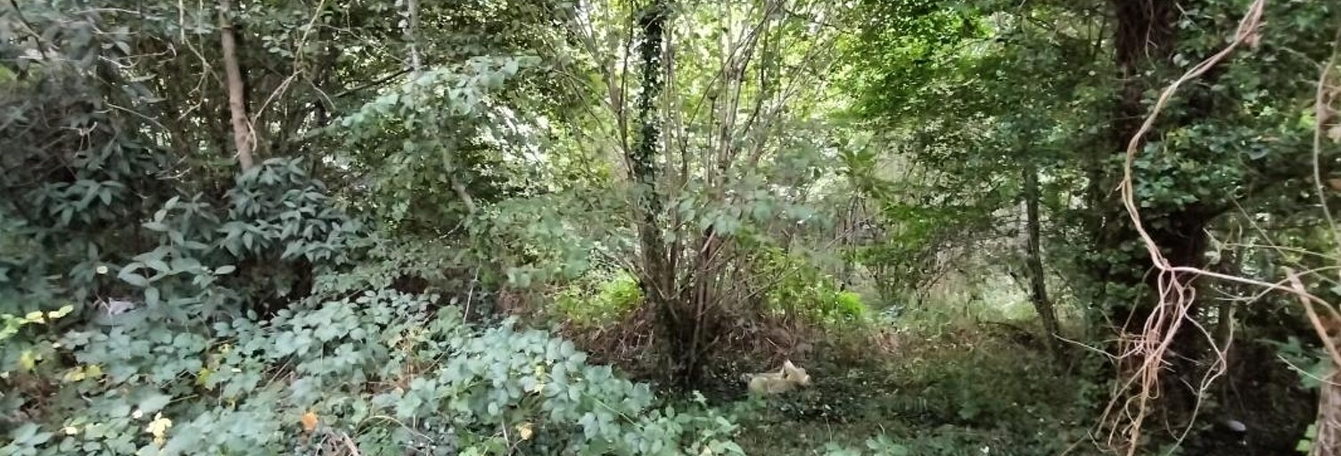 Terrain  8920 m² à vendre à Saint-Priest-Taurion (87480)