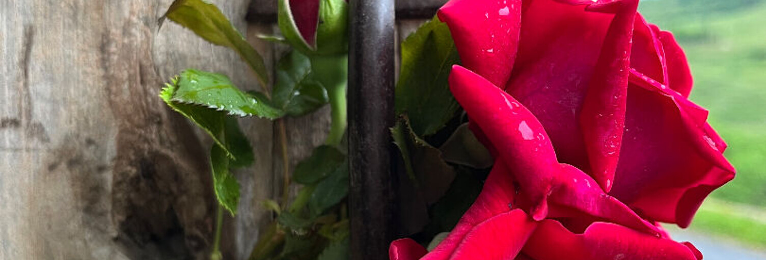 Photo N° 2
