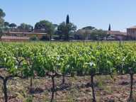 Rare propriété viticole avec restaurant et hébergements – La Mot — photo 3