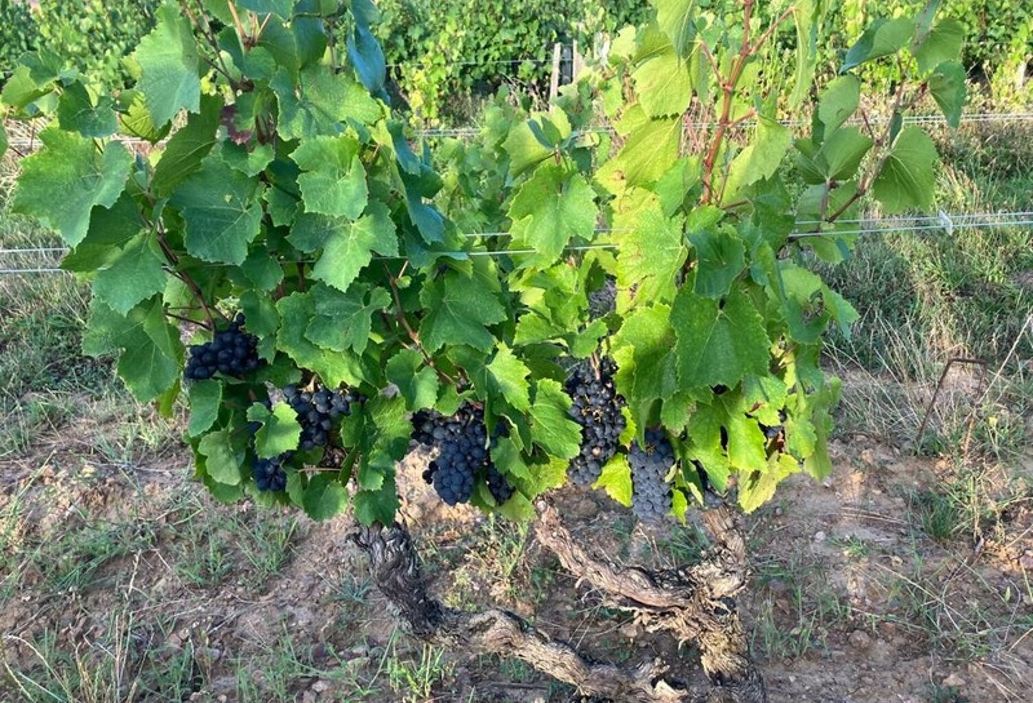 Parcelles de vigne AOC Julienas — photo 1