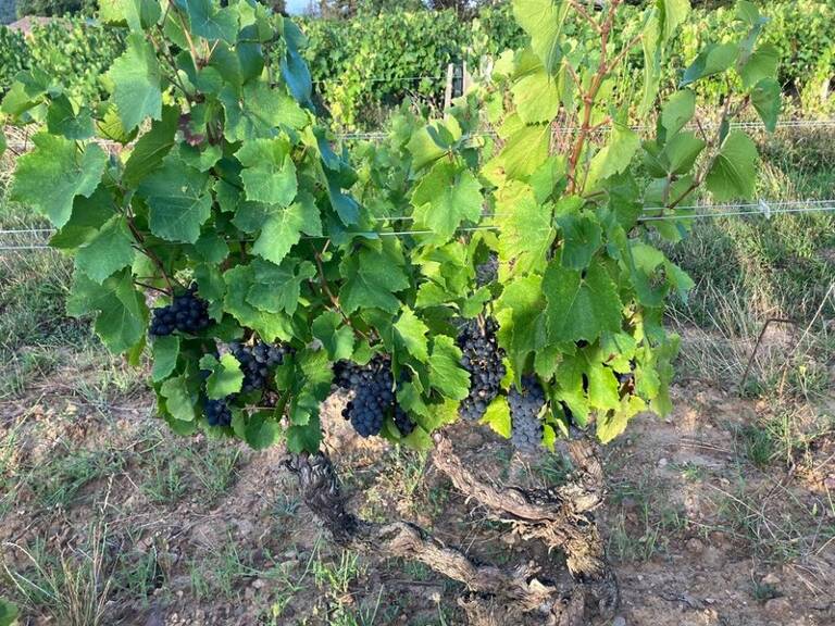 Parcelles de vigne AOC Julienas — photo 1