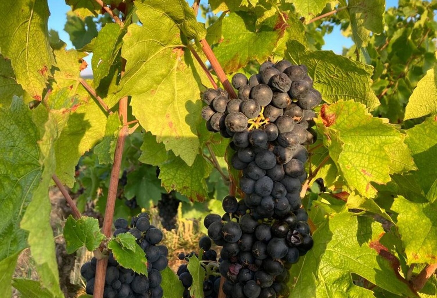 Parcelles de vigne AOC Julienas — photo 1