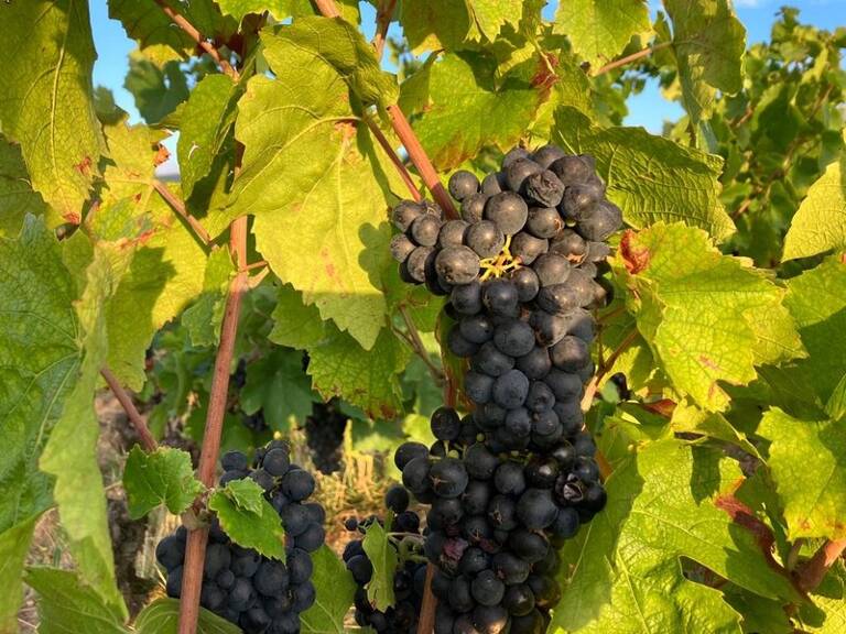 Parcelles de vigne AOC Julienas — photo 1