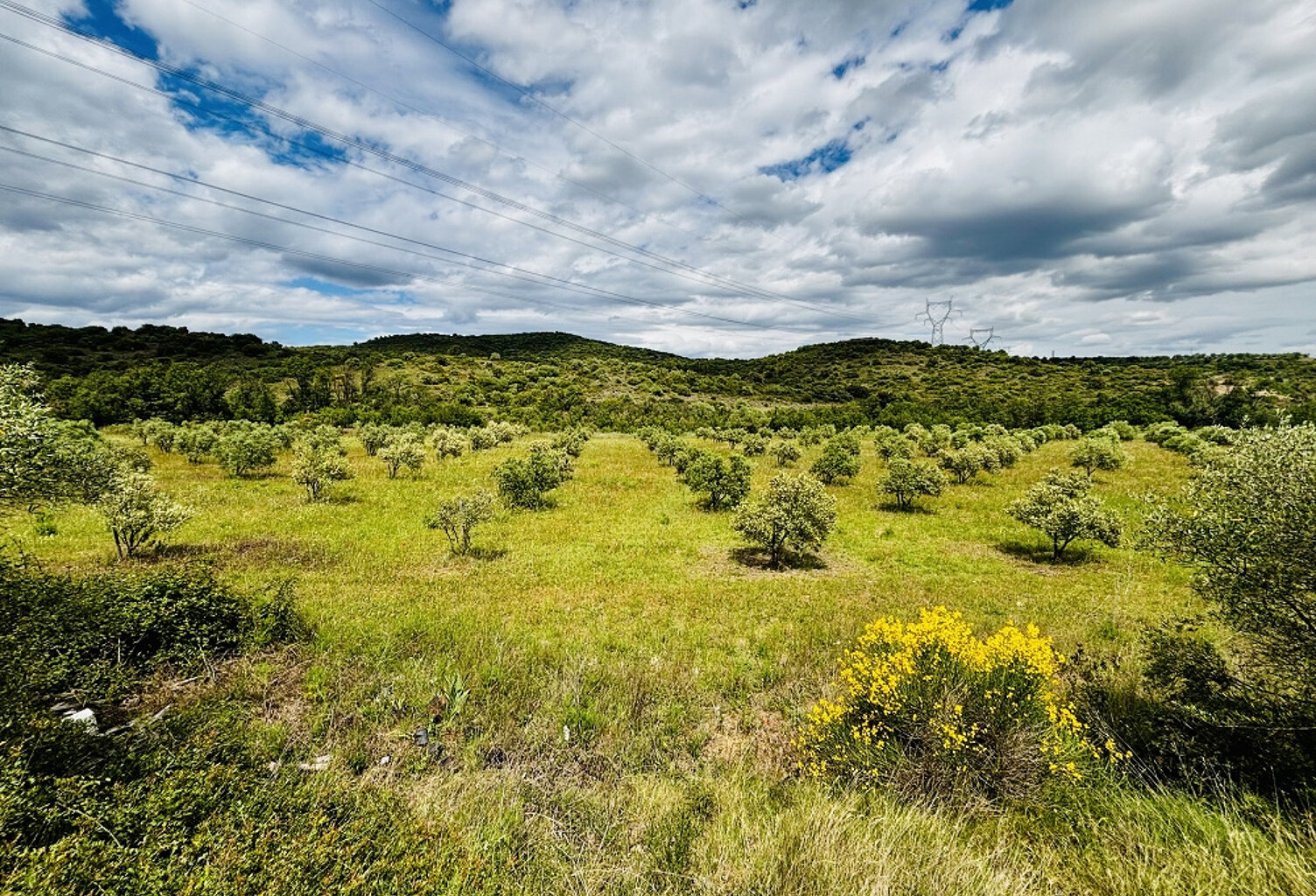 Terrain agricole de 25200m2 avec oliviers — photo 1