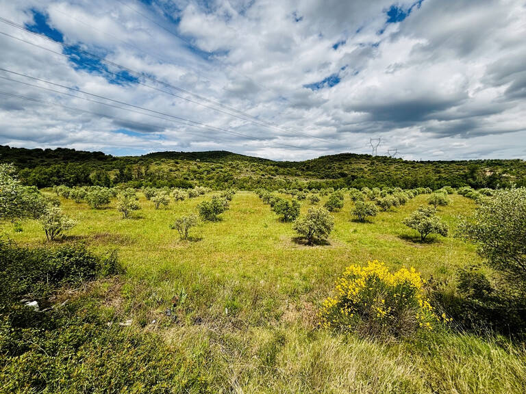 Terrain agricole de 25200m2 avec oliviers — photo 1