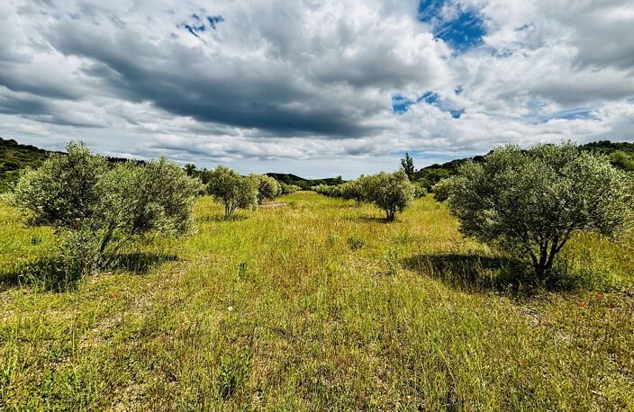 Terrain agricole de 25200m2 avec oliviers — photo 2