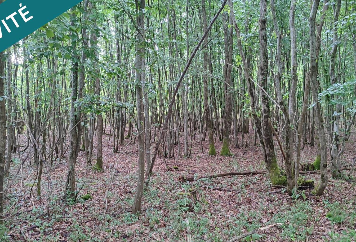 Super terrain forestier au calme et sans vis à vis ! — photo 1