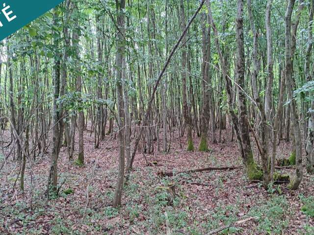 Super terrain forestier au calme et sans vis à vis ! — photo du bien