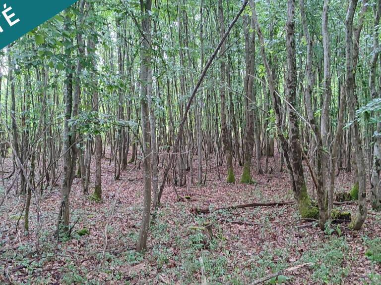 Super terrain forestier au calme et sans vis à vis ! — photo 1