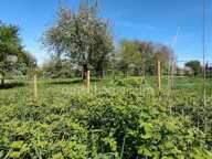 SURBOURG – Terrain constructible de 507 m² en seconde ligne, proche gare — photo 3
