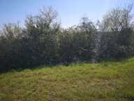 À vendre, Gers : terrain agricole de 2,6 ha à vendre en périphérie de Marciac — photo 4