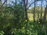 Terres landes frîches — photo 4