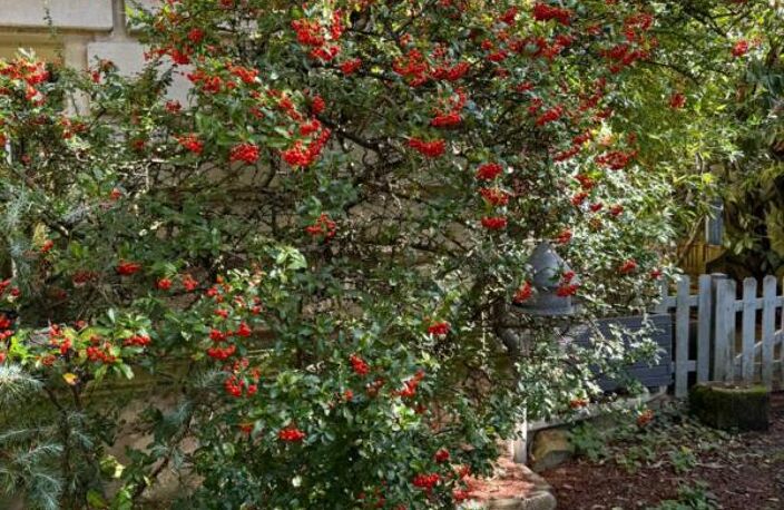 PESSAC CENTRE - PROPRIÉTÉ D'EXCEPTION AU CHARME INTEMPOREL ET JARDIN CONFIDENTIEL — photo 2