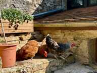A vendre, en exclusivité, superbe périgourdine en pierre au coeur du Périgord vert — photo 2