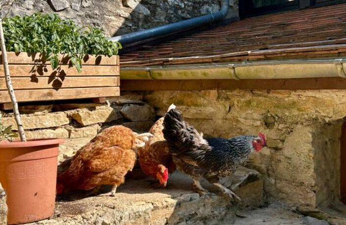 A vendre, en exclusivité, superbe périgourdine en pierre au coeur du Périgord vert — photo 2