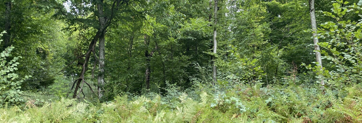Terrain  10388 m² à vendre à Bonnefont (65220)