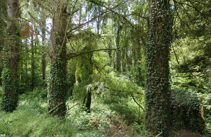 proche de ARGENTAN (61) propriété de 9078 m² de terrain — photo 2