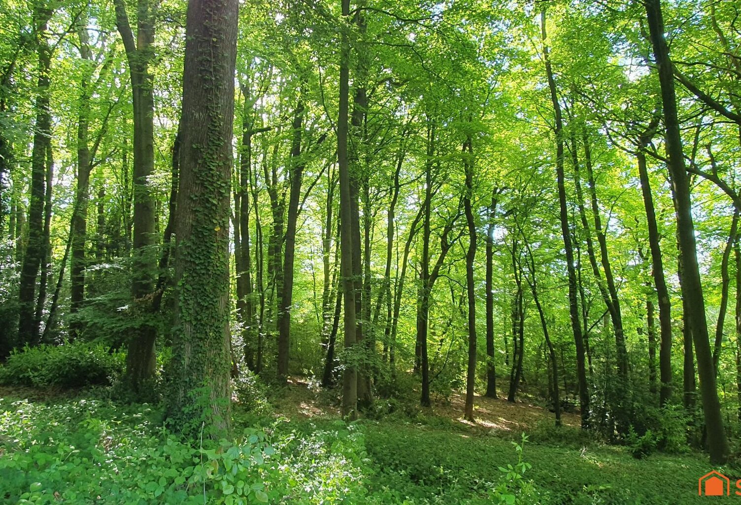Terrain à bâtir au coeur d'une forêt - domaine sécurisé — photo 1