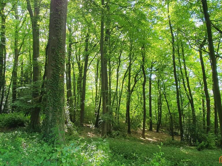 Terrain à bâtir au coeur d'une forêt - domaine sécurisé — photo 1