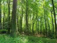 Terrain à bâtir au coeur d'une forêt - domaine sécurisé — photo 3