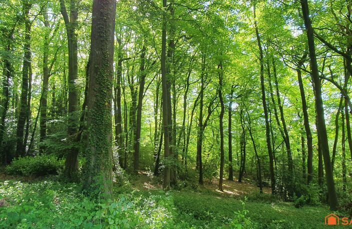 Terrain à bâtir au coeur d'une forêt - domaine sécurisé — photo 3