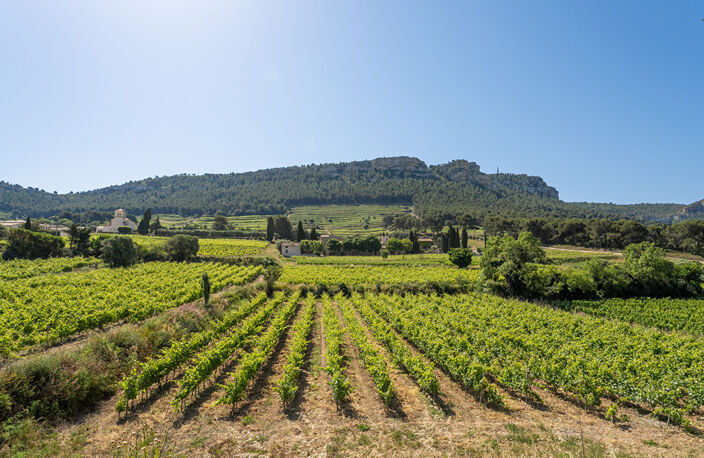 CASSIS PROPRIÉTÉ CONTEMPORAINE D'EXCEPTION AU COEUR DES VIGNES — photo 5