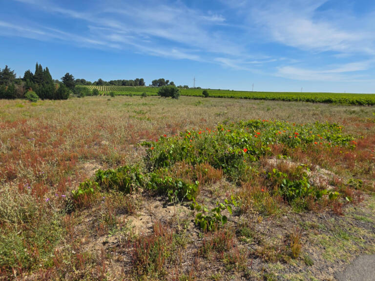 A VENDRE URGENT   Ensemble de terrains agricoles 15 355 m2 — photo 1