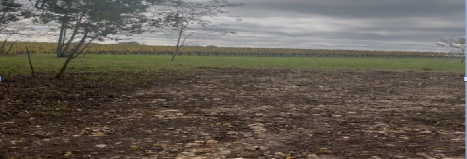 Terrain  5000 m² à vendre à Langoiran (33550)