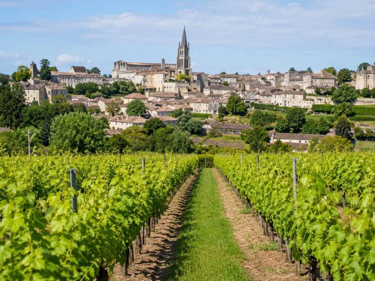 parcelles de vignes à Saint Emilion en bio dont le cépage ce compose de 70 % de merlots et 30 % de cabernets francs — photo 1