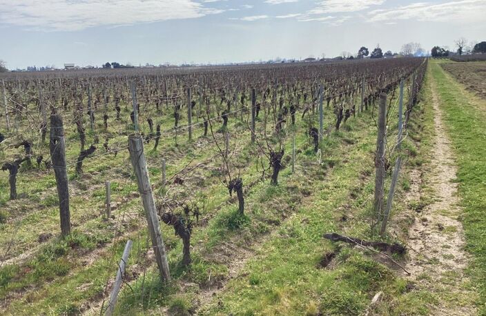parcelles de vignes à Saint Emilion en bio dont le cépage ce compose de 70 % de merlots et 30 % de cabernets francs — photo 3