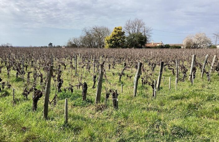parcelles de vignes à Saint Emilion en bio dont le cépage ce compose de 70 % de merlots et 30 % de cabernets francs — photo 4