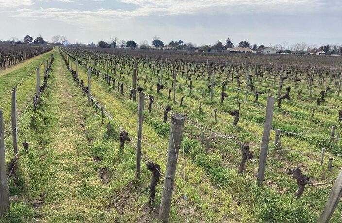 parcelles de vignes à Saint Emilion en bio dont le cépage ce compose de 70 % de merlots et 30 % de cabernets francs — photo 5