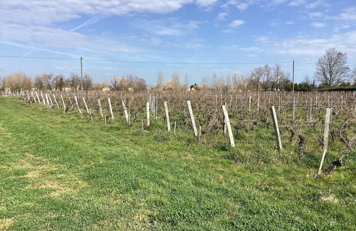 parcelles de vignes à Saint Emilion en bio dont le cépage ce compose de 70 % de merlots et 30 % de cabernets francs — photo 3