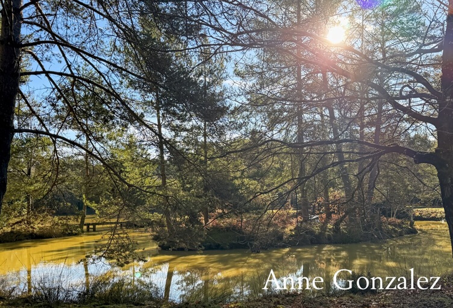 VIENNE EN VAL, à trente minutes d'ORLEANS aux portes de l'Orée de Sologne Propriété à vendre avec 24 hectares boisés et son étang de 5000 m2 — photo 1