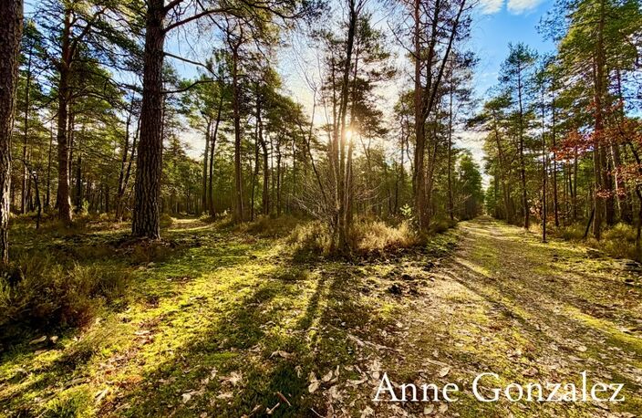 VIENNE EN VAL, à trente minutes d'ORLEANS aux portes de l'Orée de Sologne Propriété à vendre avec 24 hectares boisés et son étang de 5000 m2 — photo 2