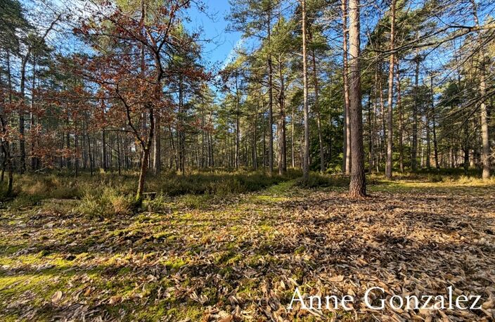 VIENNE EN VAL, à trente minutes d'ORLEANS aux portes de l'Orée de Sologne Propriété à vendre avec 24 hectares boisés et son étang de 5000 m2 — photo 3
