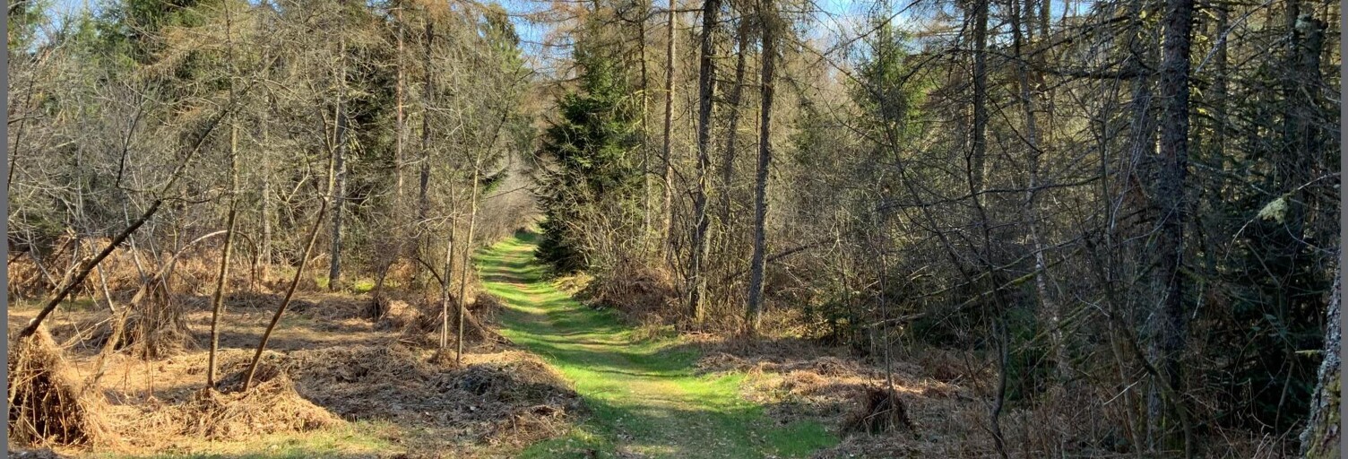 Terrain  15821 m² à vendre à Le Tholy (88530)